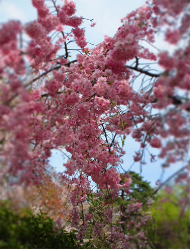 2012041501.jpg